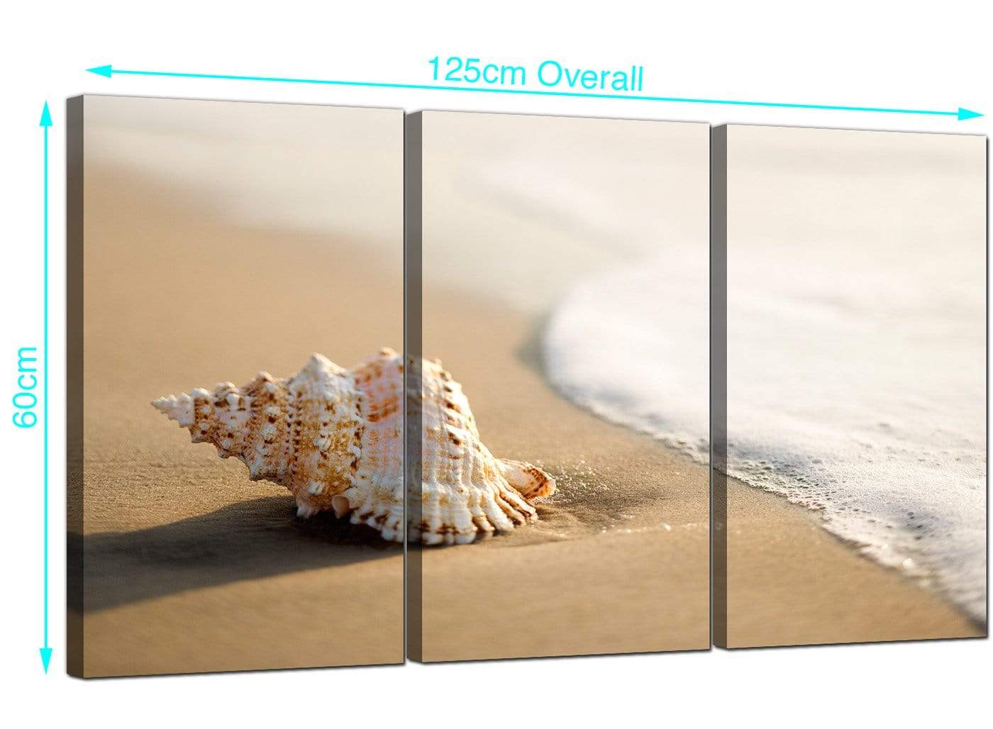 Sea Shells Shore Beach Canvas