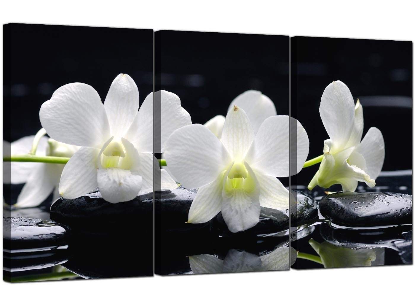 Black and White Orchid Flower Floral Canvas