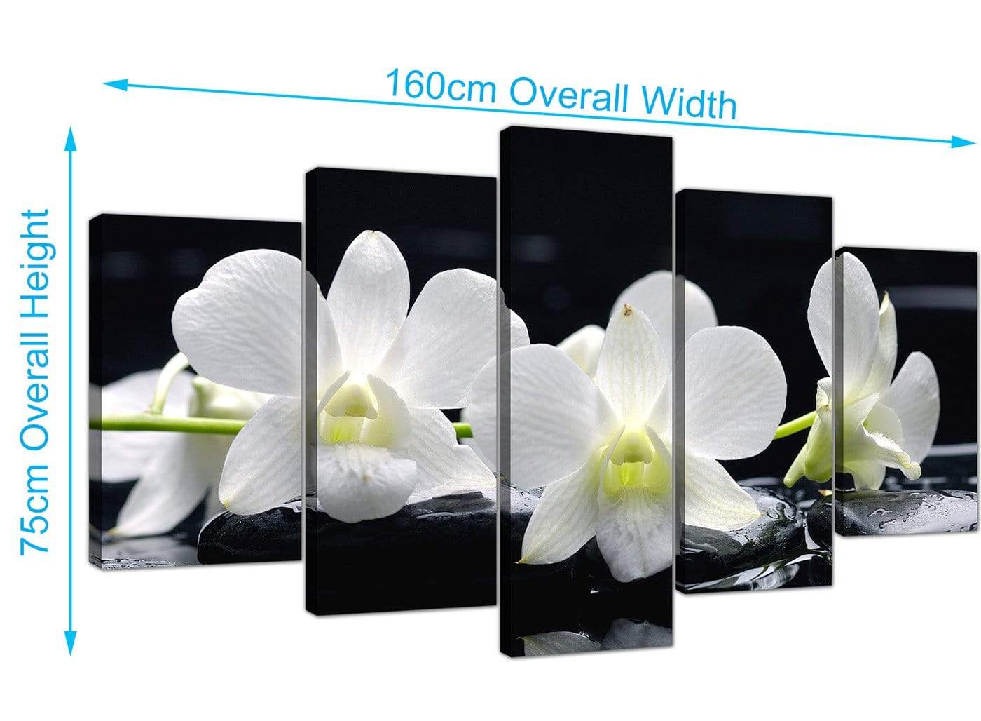 Black and White Orchid Flower Floral Canvas