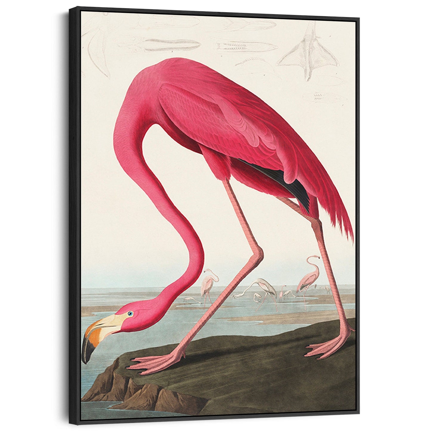 Pink Flamingo Wall Art Framed Canvas Print of Famous John Audubon Painting