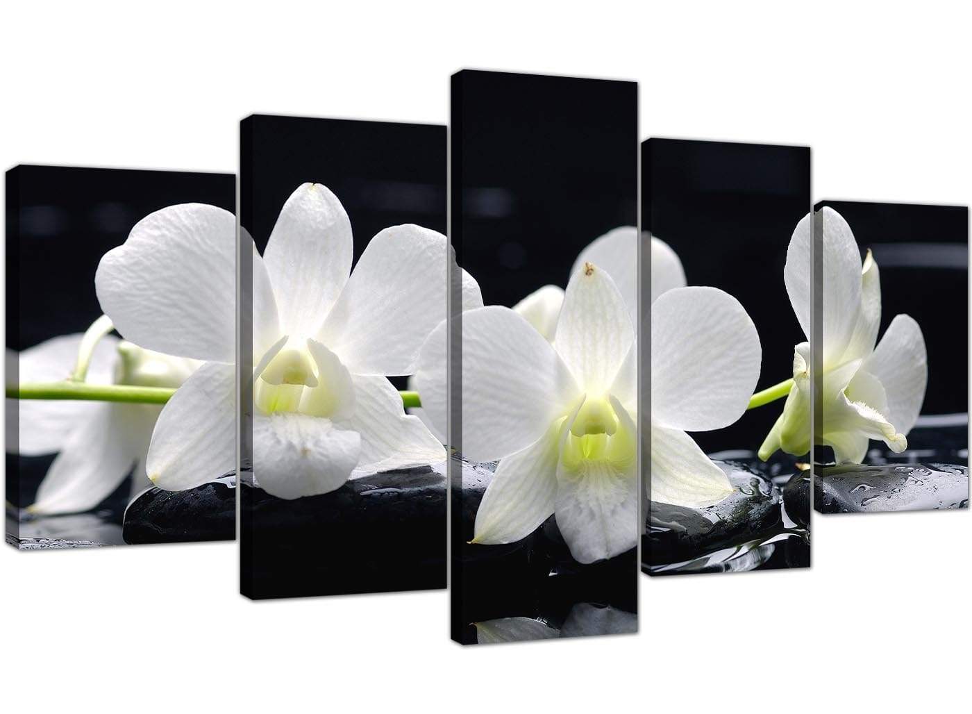 Black and White Orchid Flower Floral Canvas