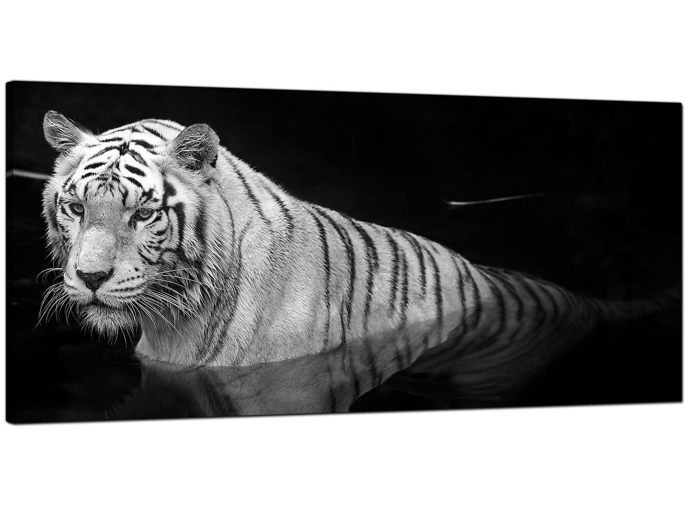 Modern Black White Bengal Tiger Water Canvas