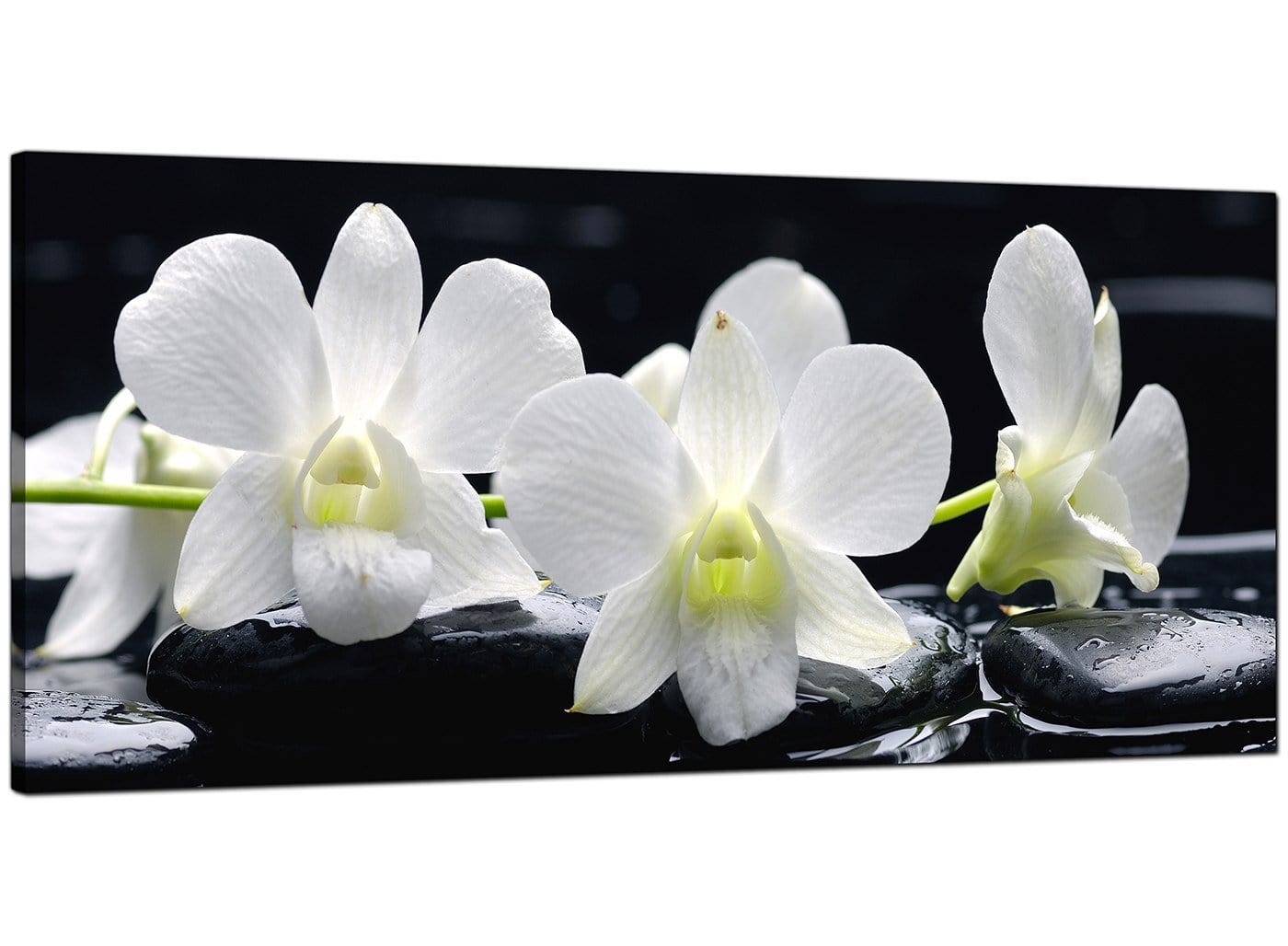 Black and White Orchid Flower Floral Canvas