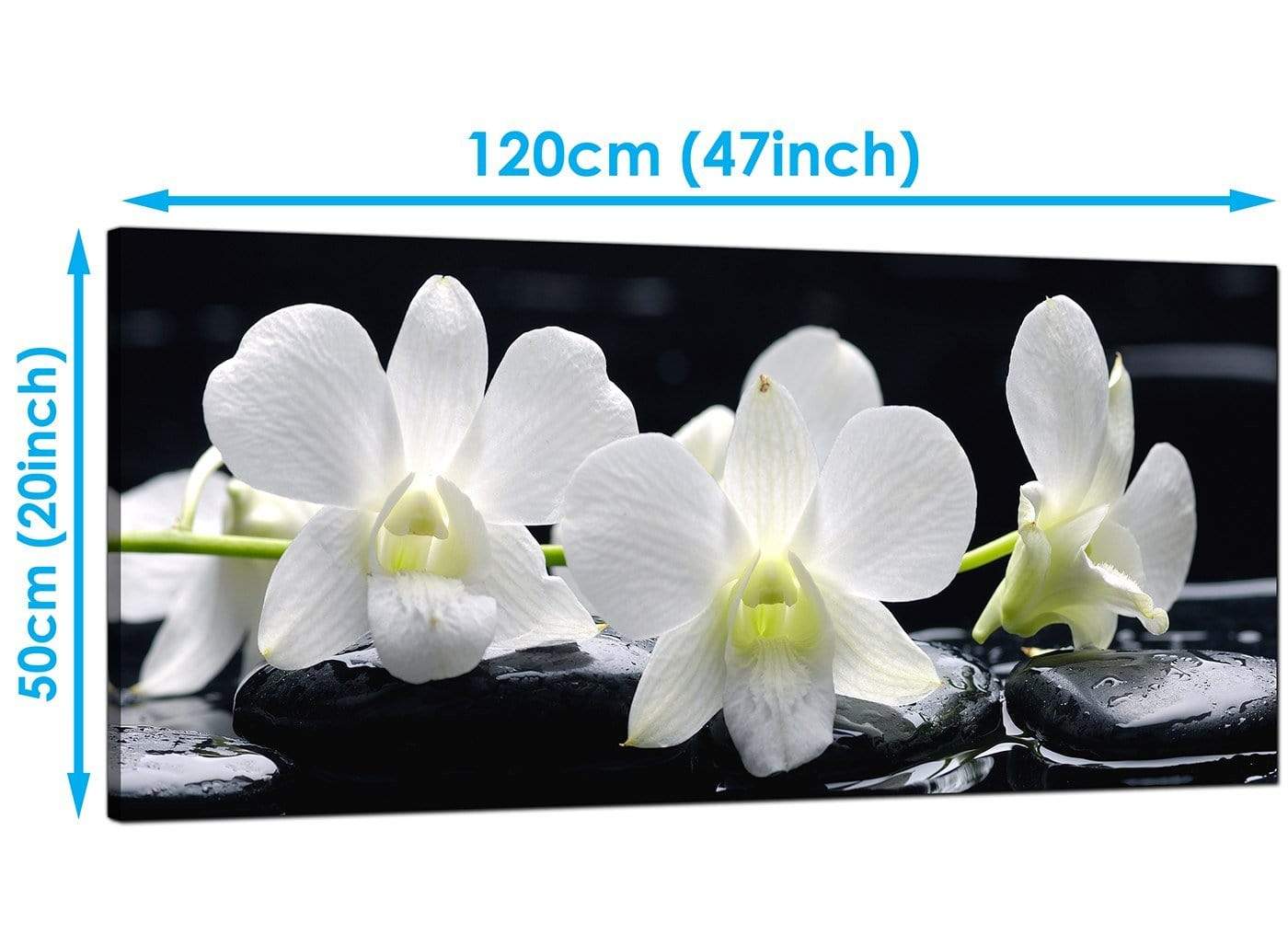 Black and White Orchid Flower Floral Canvas