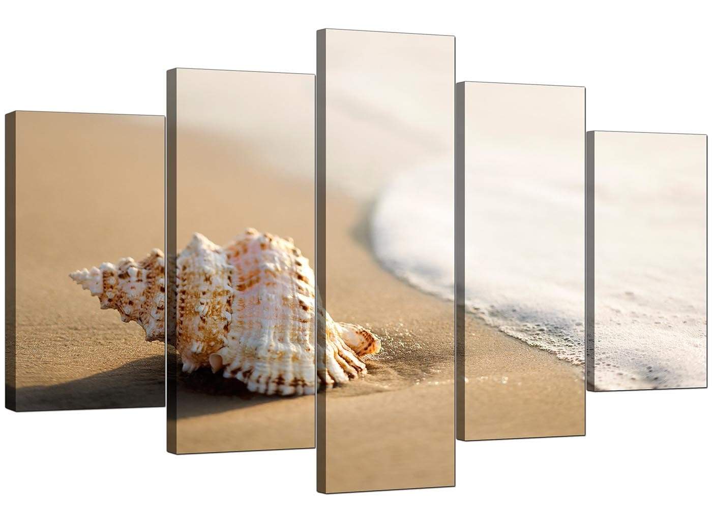 Sea Shells Shore Beach Canvas