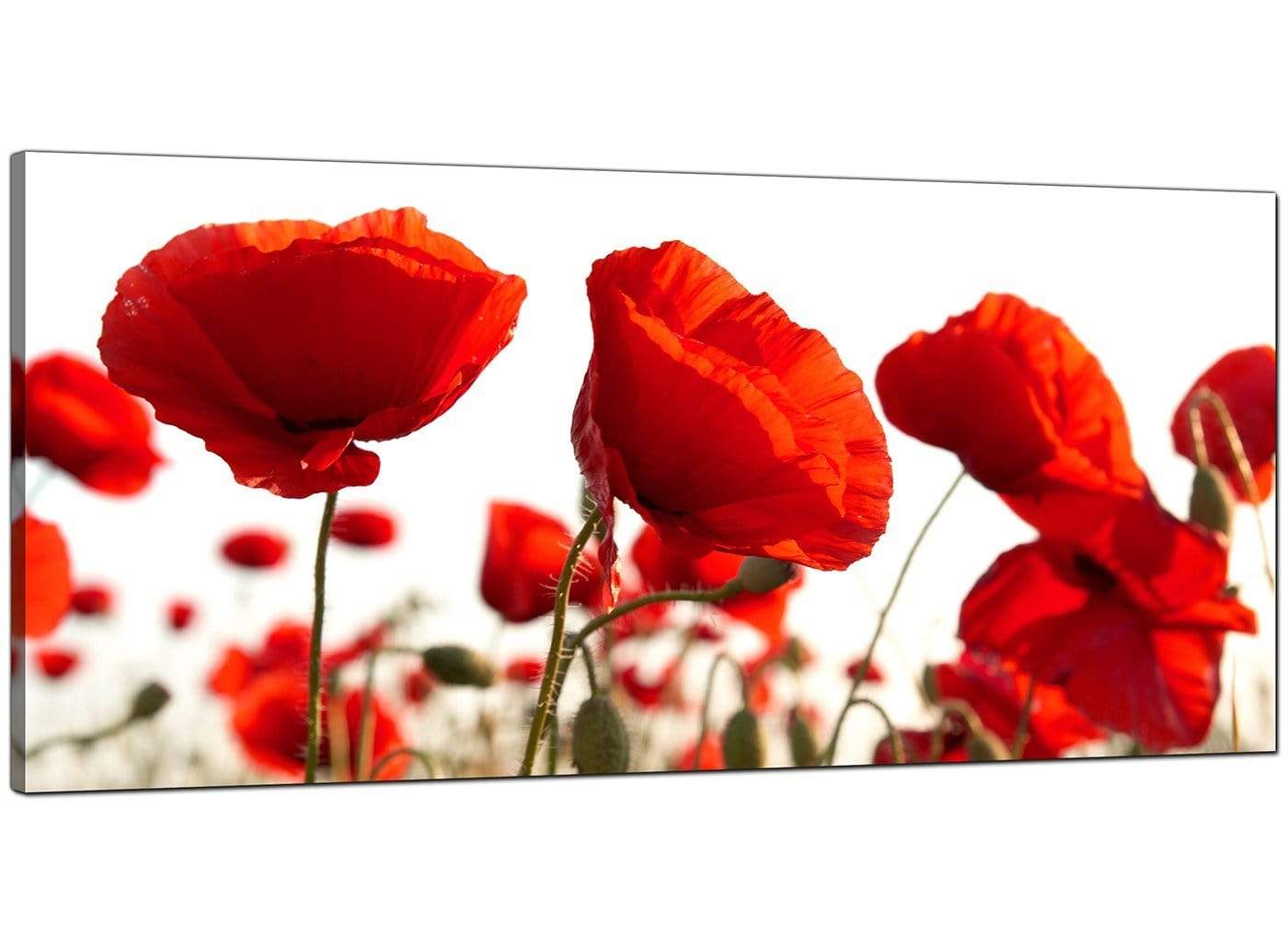 Red Poppy Field Poppies Flower White Floral Canvas