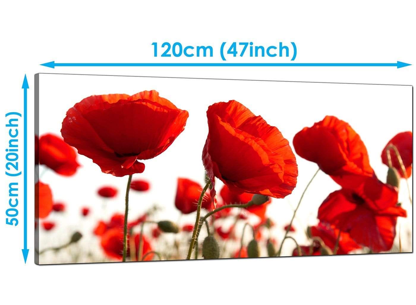 Red Poppy Field Poppies Flower White Floral Canvas