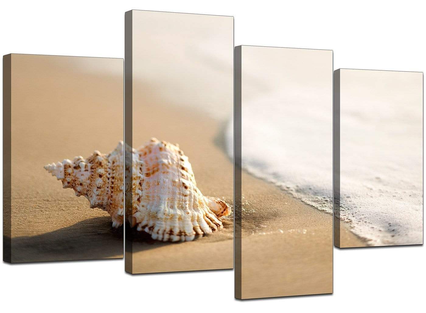 Sea Shells Shore Beach Canvas