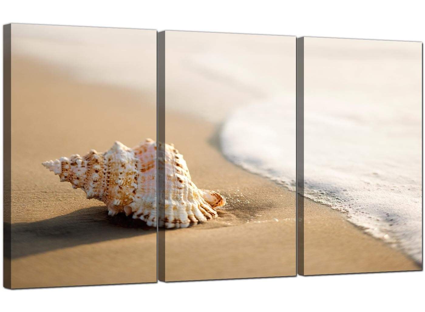 Sea Shells Shore Beach Canvas