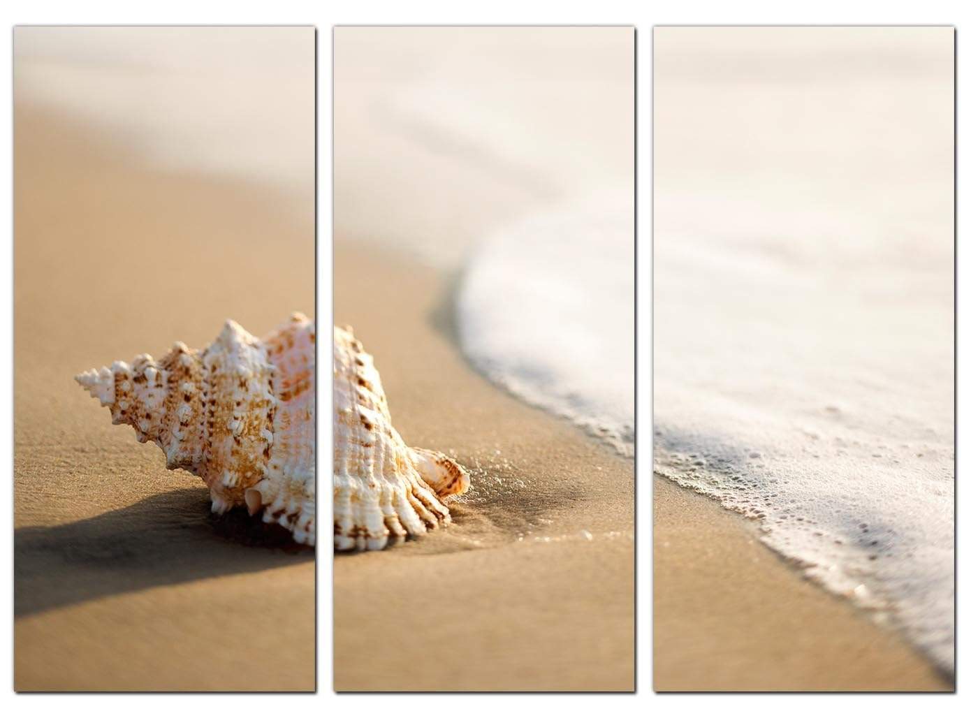 Sea Shells Shore Beach Canvas