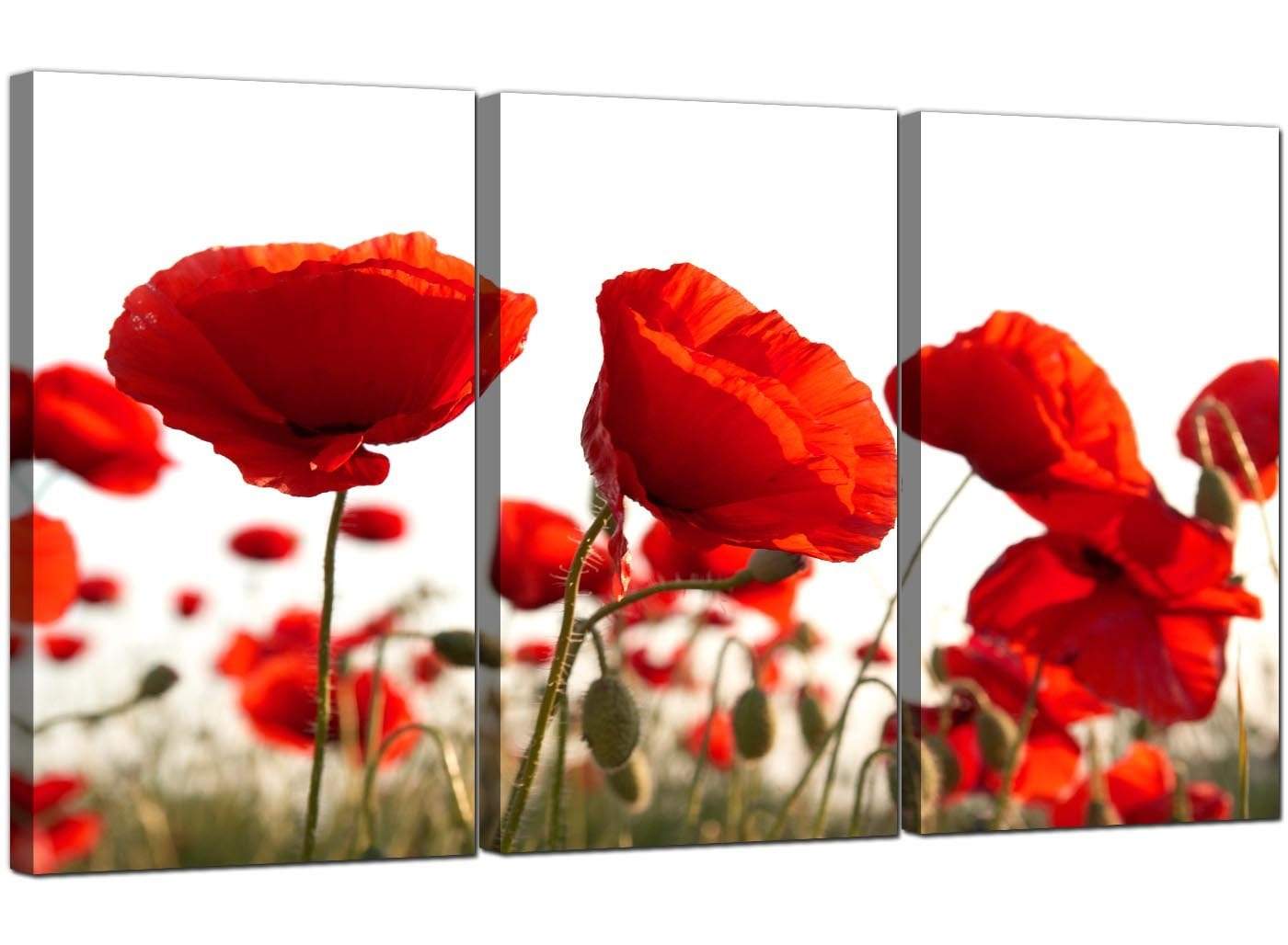 Red Poppy Field Poppies Flower White Floral Canvas