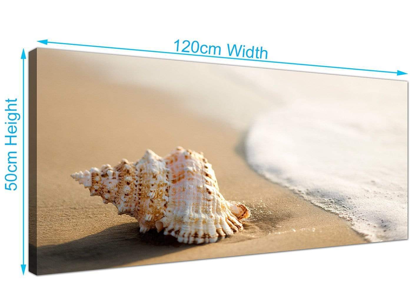 Sea Shells Shore Beach Canvas